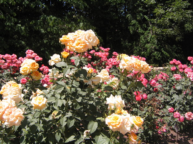 Sarah Duke Garden - Yellow Rose