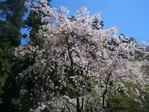 山崎の桜＠サントリー山崎蒸溜所