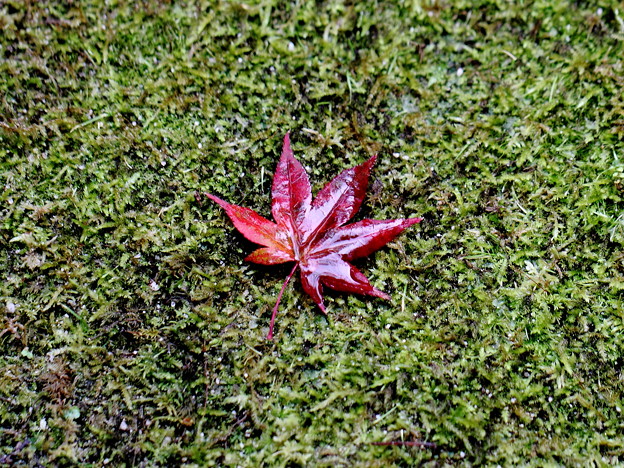 京都にて紅葉の落ち葉です。