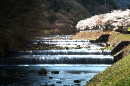 桜日和