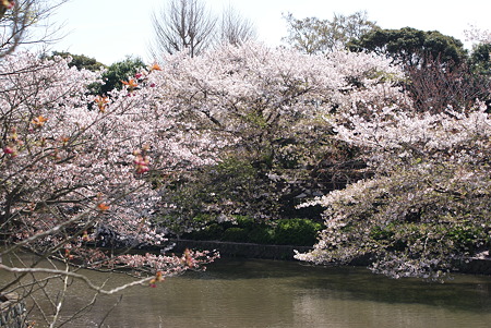 鶴岡八幡宮