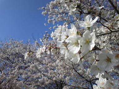 4月8日桜、桜。