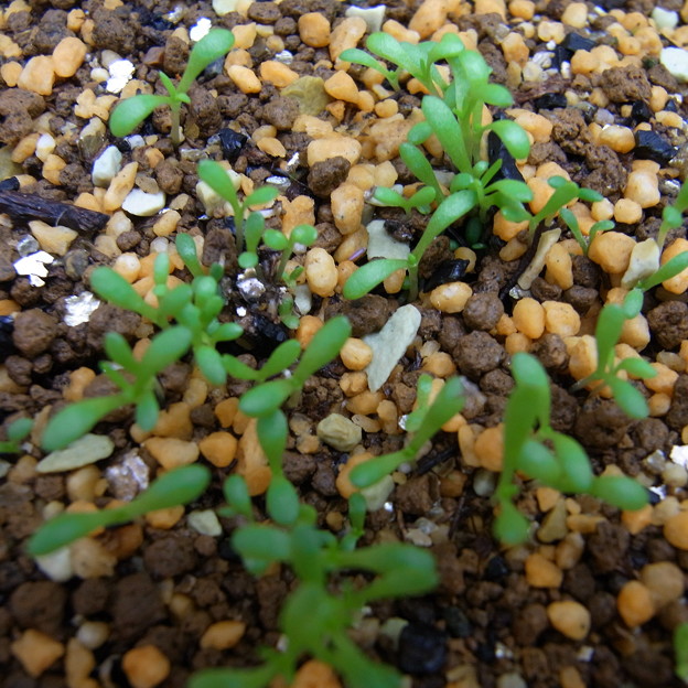 ローマンカモマイル　2010.05.18　かよわい新芽が大量発芽
