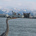 青鷺 (8)　　金沢港と山並み
